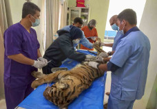 Harimau Sumatera Ini...