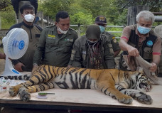 Harimau Sumatera Jalani...