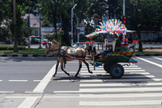 Wisata Delman Keliling...
