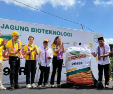 Petani NTB Panen Perdana...