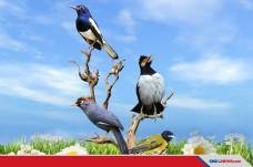 Kicauan Merdu Burung...