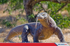 Fakta Komodo, Reptil...