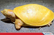 Ini Kura-Kura Albino...