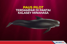 Nelayan Temukan Ikan...
