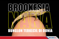 Bunglon Terkecil di...