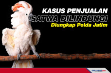 Kasus Penjualan Satwa...