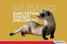 Musang Kaki Hitam Langka...