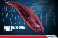 Fosil Cumi-cumi Vampir...