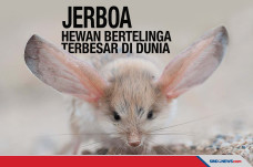 Jerboa, Hewan dengan...