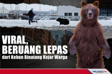 Viral, Beruang Lepas...