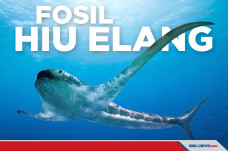 Penemuan Fosil Hiu Elang...