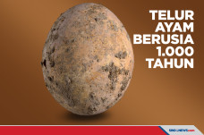 Masih Utuh, Telur Ayam...