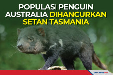 Populasi Penguin Australia...