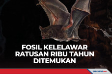 Fosil Kelelawar Berusia...