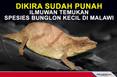 Dikira Sudah Punah,...