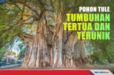 Berumur 2.000 Tahun,...