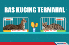 Ras Kucing Termahal...