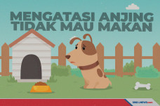 Anjing Sakit Tidak Mau...