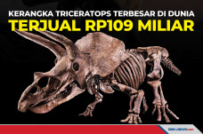 Kerangka Triceratops...