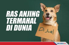 10 Ras Anjing Termahal...