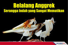 Belalang Anggrek, Serangga...