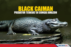 Buaya Black Caiman,...