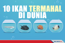 Bukan Ikan Cupang, Ini...