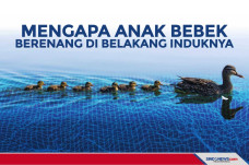Rahasia Mengapa Anak...