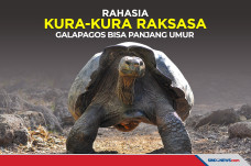 Rahasia Kura-Kura Raksasa...