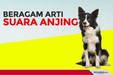 Beragam Arti Suara Anjing...
