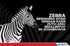 Zebra berwarna hitam...
