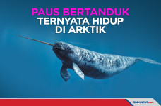 Dianggap Mitos, Paus...