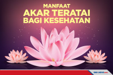 5 Manfaat Akar Teratai,...