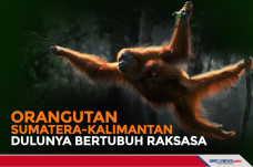 Ternyata Orangutan Sumatera-Kalimantan...