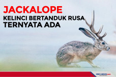 Kelinci Bertanduk Rusa...