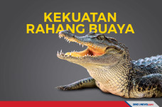 3 Kali Lebih Kuat dari...