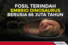Fosil Terindah, Embrio...