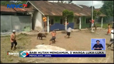 Babi Hutan Masuk Kampung...