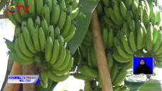 Pohon Pisang Unik di...