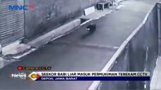 Terekam CCTV Berkeliaran...