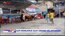 Sapi Mengamuk Seruduk...