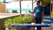 Budi Daya Ikan di Masa...