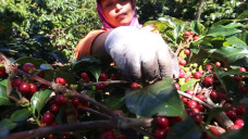 Republik Kopi di Pegunungan...