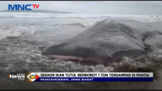 Terbawa Arus Laut Hiu...