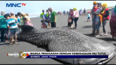 Hiu Tutul Sepanjang...