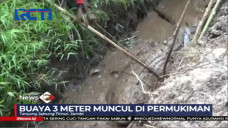 Buaya dengan Ukuran...