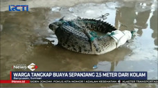 Buaya Berbobot 100 kilogram...