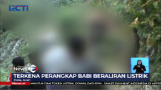 Gajah Liar Ditemukan...
