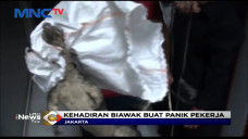 Seekor Biawak Masuk...