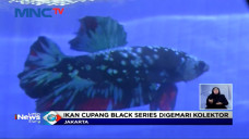 Sejumlah Pehobi Ikan...